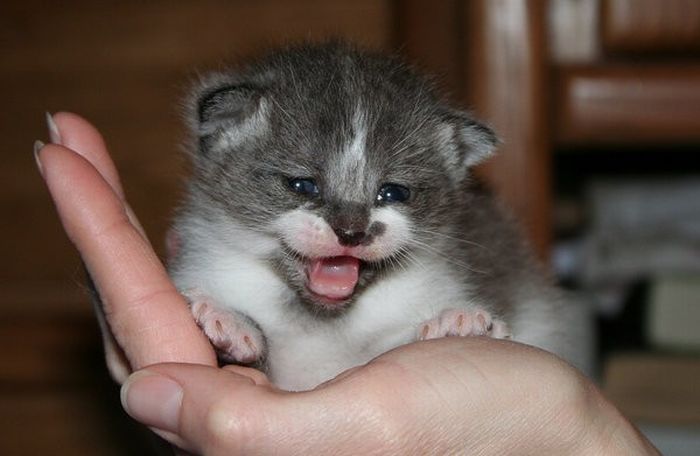 可愛すぎる動物の赤ちゃんの写真