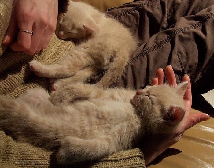 可愛すぎる動物の赤ちゃんの写真