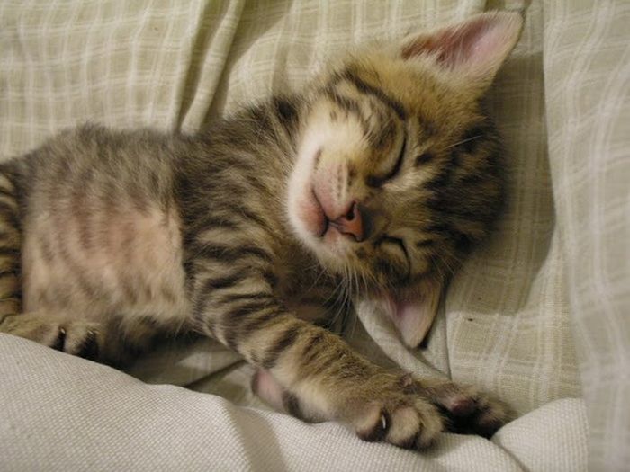 可愛すぎる動物の赤ちゃんの写真