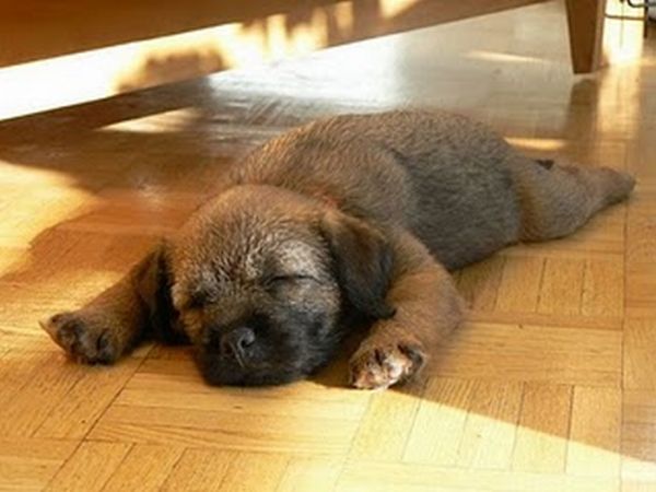 可愛すぎる動物の赤ちゃんの写真