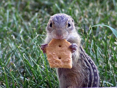 かわいい動物の赤ちゃんたちの写真いろいろ