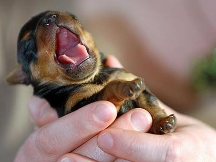 可愛すぎる動物の赤ちゃんの写真