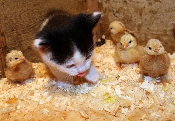 本当に可愛らしい動物の写真