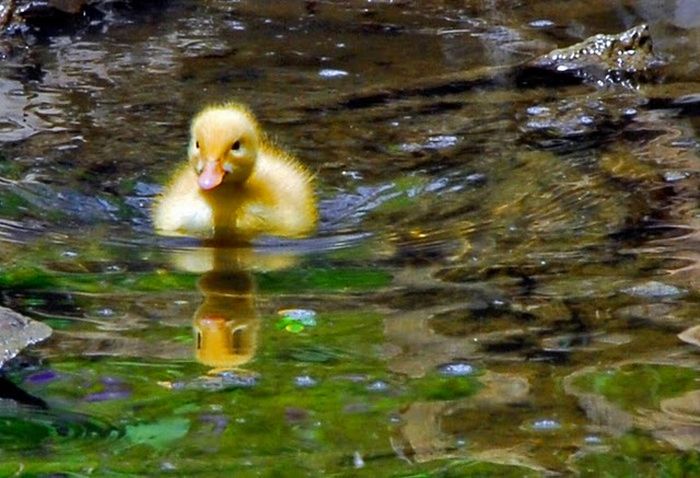 本当に可愛らしい動物の写真