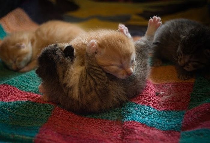 本当に可愛らしい動物の写真