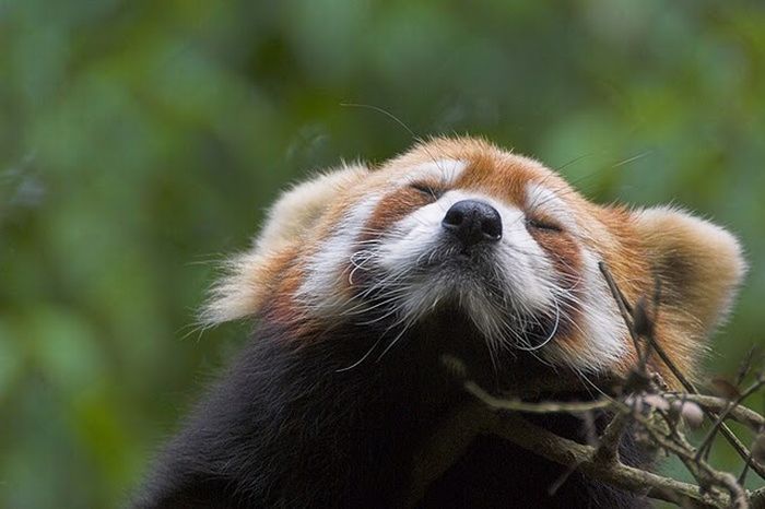 本当に可愛らしい動物の写真