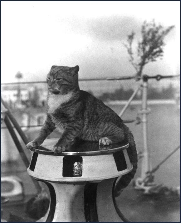 軍艦に乗る猫の歴史的写真