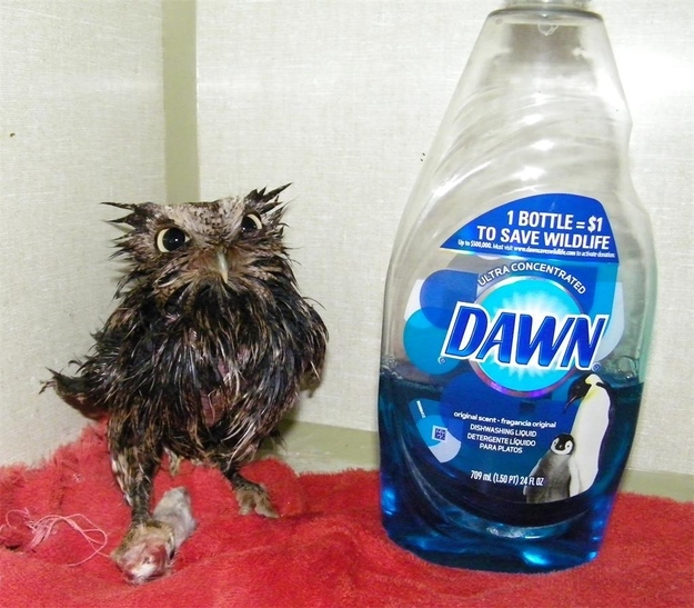 イケメンなうえ愛嬌のあるフクロウの写真