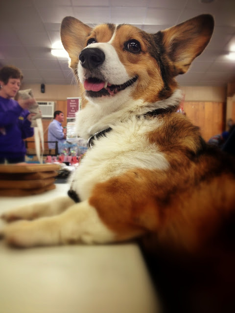 胴長のコーギー犬