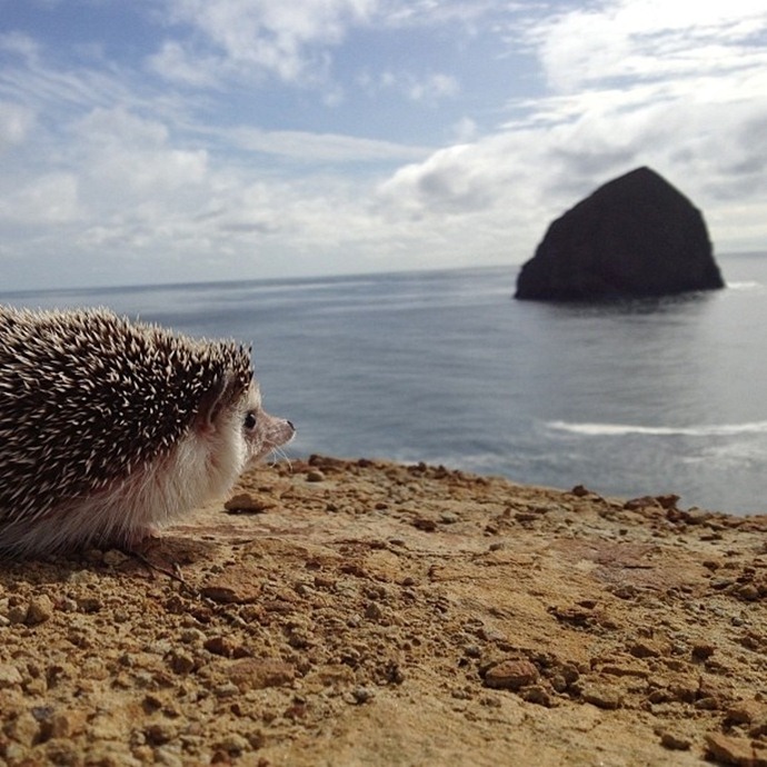 かわいいハリネズミには旅をさせる写真