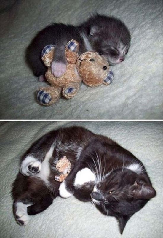 思わず微笑んでしまう可愛い動物達の写真