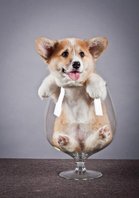 コーギー犬が可愛すぎてやばい写真
