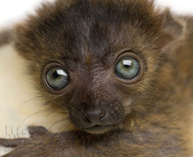 キュン死しちゃいそうな可愛い動物の写真