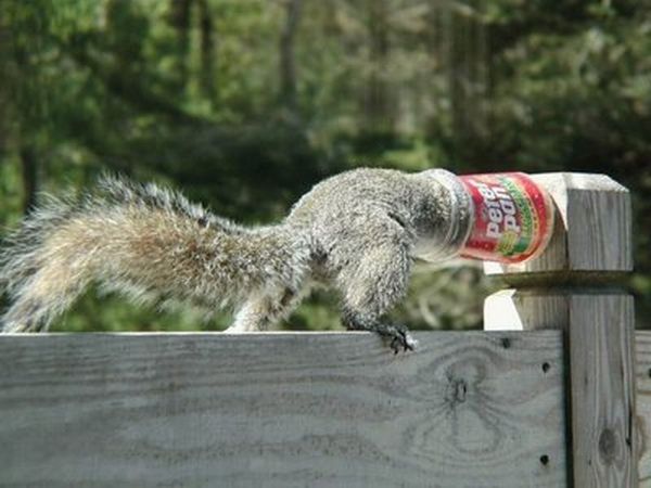 これは大変！人間の助けが必要そうな動物たちの写真