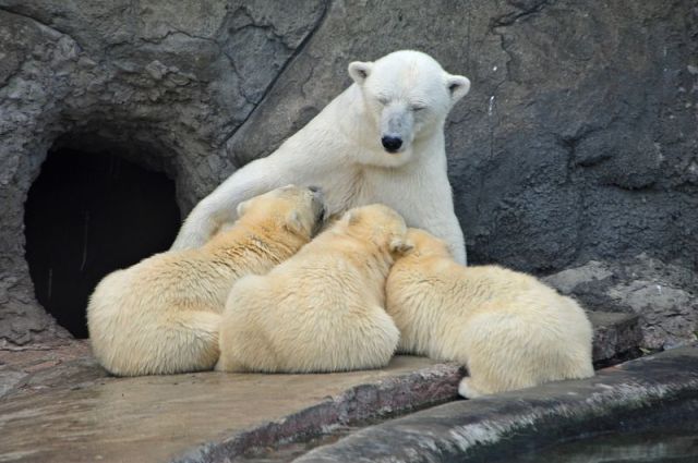 癒しの可愛い動物画像