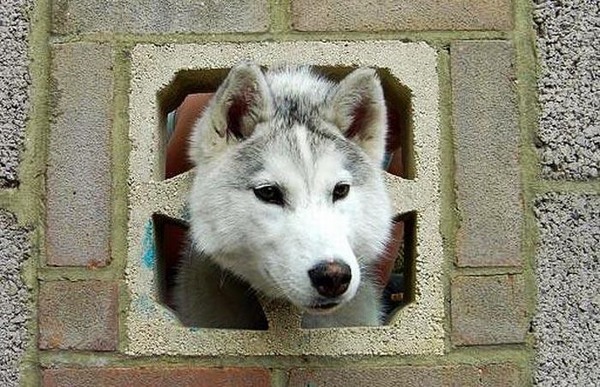 これは大変！人間の助けが必要そうな動物たちの写真