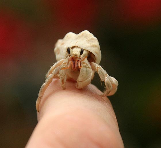 手乗り動物や虫たちが可愛い写真