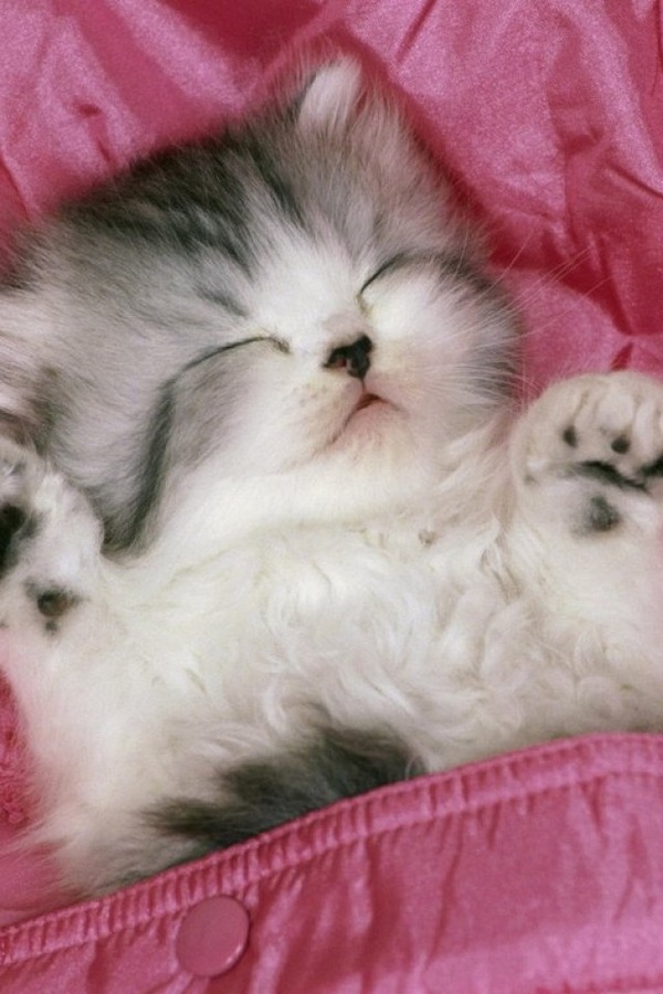 猫の寝顔がどうしてこんなに可愛いのかと思える写真
