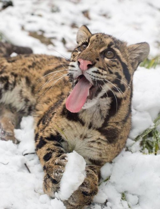 雪と戯れるヒョウの写真