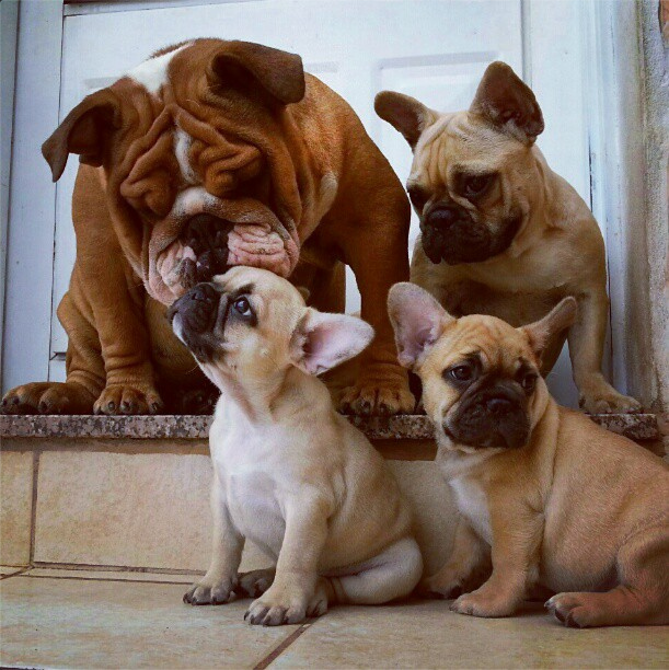 仲良しの犬たちが可愛らしい写真