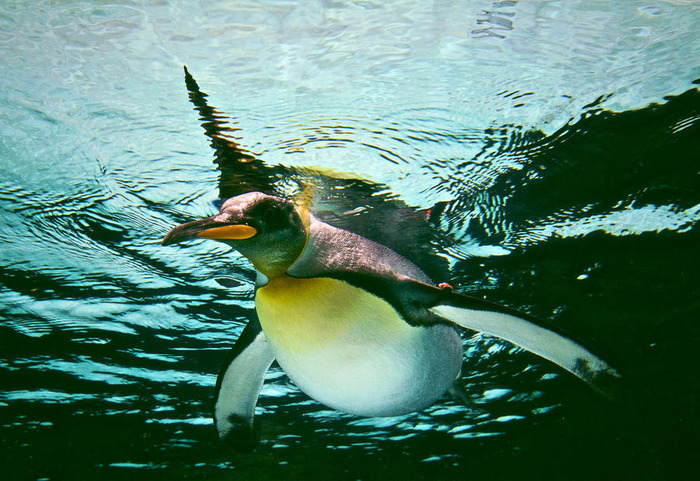 涼しそうなペンギン画像 
