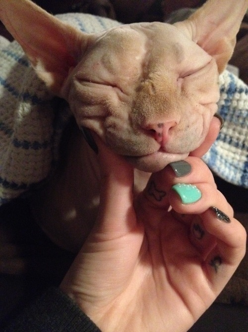 毛のない猫も結構可愛い写真