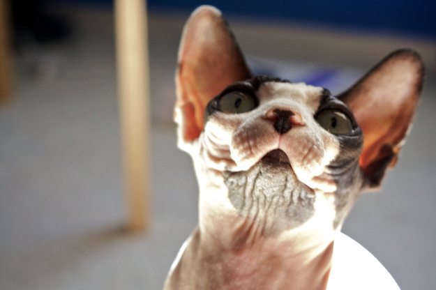 毛のない猫も結構可愛い写真
