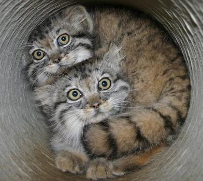 驚きを隠せない動物たちの写真