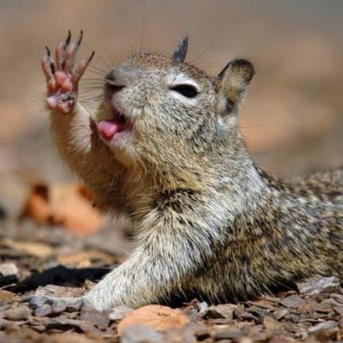 かわいい動物たちが手を振って「バイバイ」の動作する写真