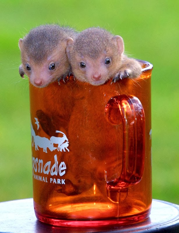 そのまま飲み干したくなるカップ入り動物の写真