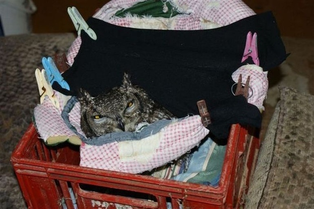 イケメンなうえ愛嬌のあるフクロウの写真