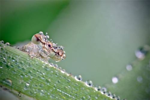 キラキラと輝くトンボの写真