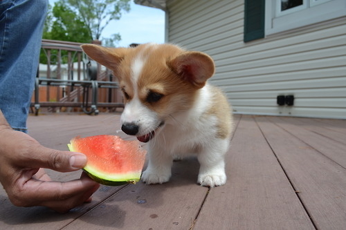コーギーは幸せそうでかわいいよねと思う写真