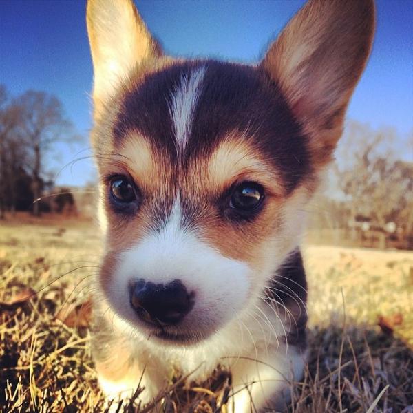 コーギー犬が本当に可愛すぎる写真