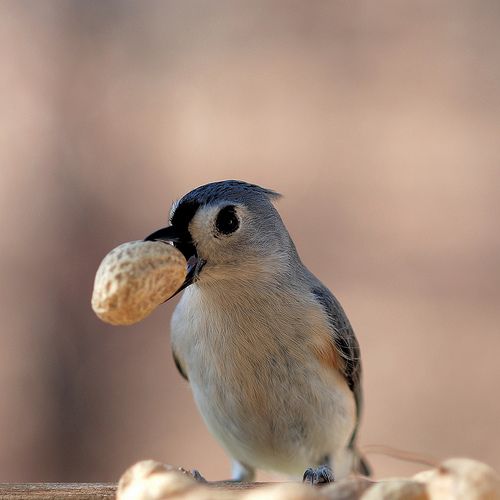 ふかふかした可愛すぎる動物画像