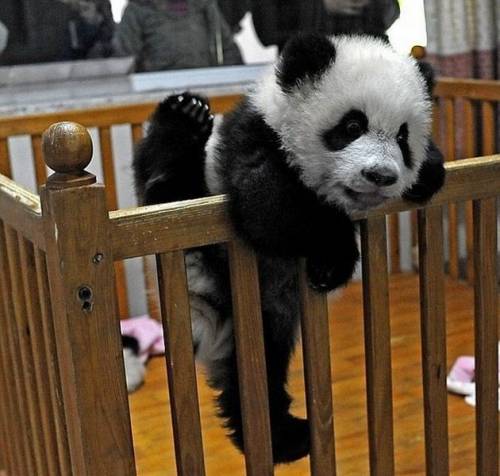 元気になれる動物の画像