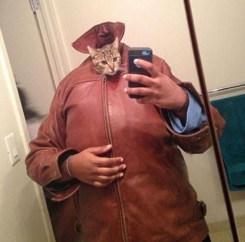 とにかく魅力的な猫の写真