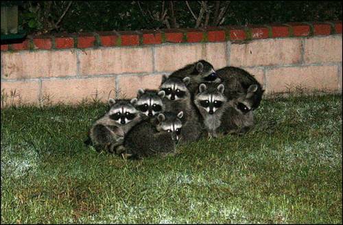 寄り添う動物たち