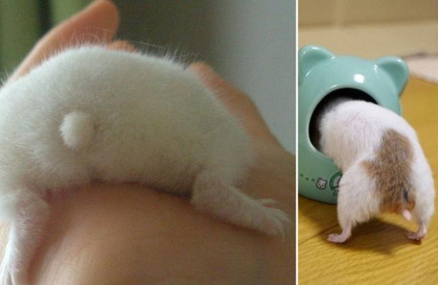 ハムスターのお尻（ハムケツ）は、本当に可愛すぎる写真
