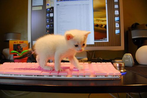 本当に可愛い猫の写真