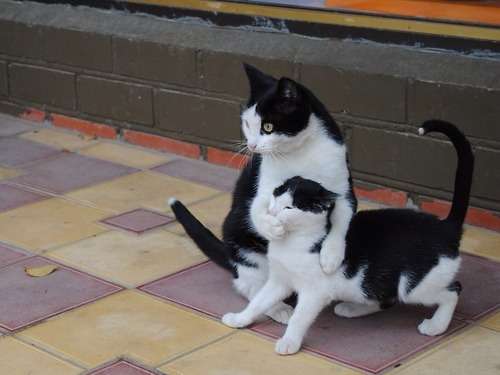本当に可愛すぎる猫の画像