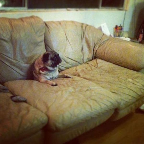 家具の間にはまっている犬と猫の可愛い写真