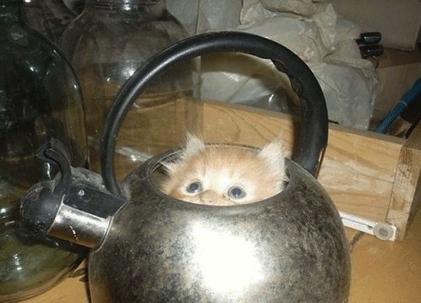どんな隙間にもフィットしてしまう猫の写真