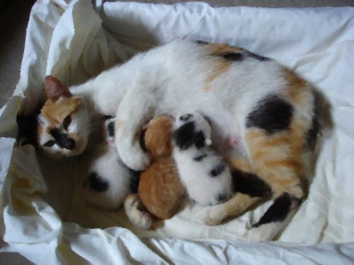 動物たちの赤ちゃん時代と今を比較した写真いろいろ