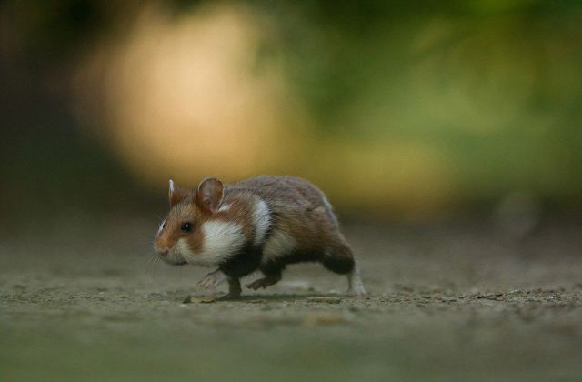 キュン死しちゃいそうな可愛い動物の写真