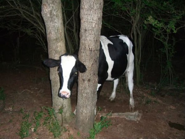これは大変！人間の助けが必要そうな動物たちの写真