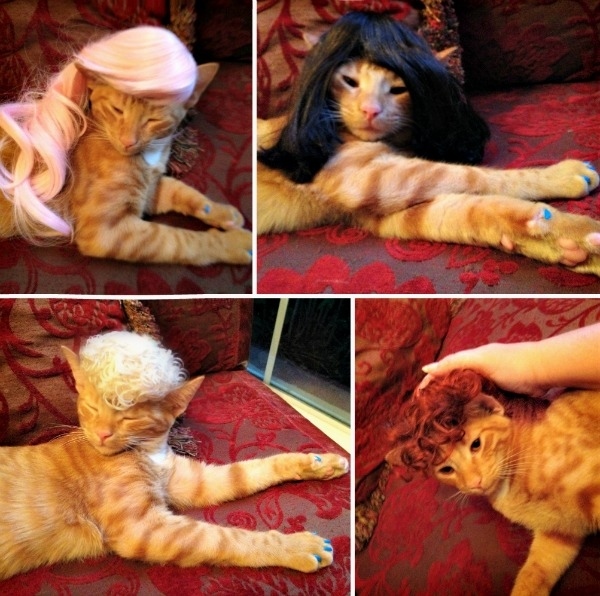 とにかく魅力的な猫の写真