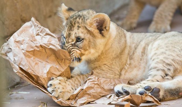 もう可愛すぎて何と言って良いのか分からない動物