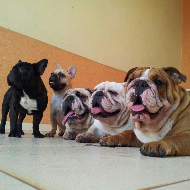 仲良しの犬たちが可愛らしい写真