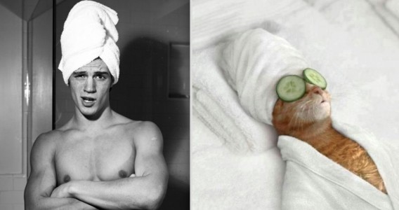 どっちが好き？同じようなポーズのイケメンと猫の比較画像